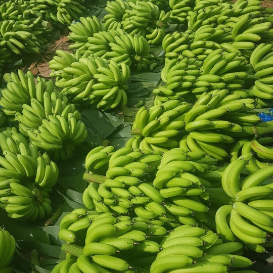 banana-2238